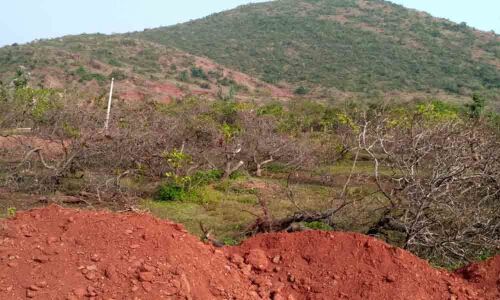 Cyclones hit cashew nut yield in Uddanam
