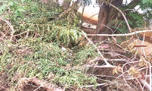 Fallen tree branch not cleared yet