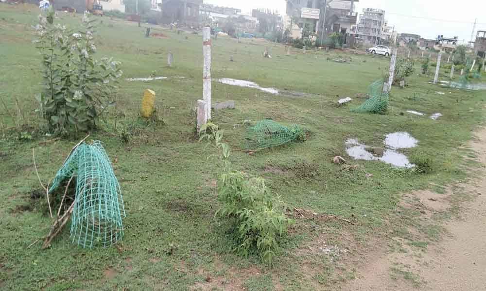 Officials blamed for poor state of saplings