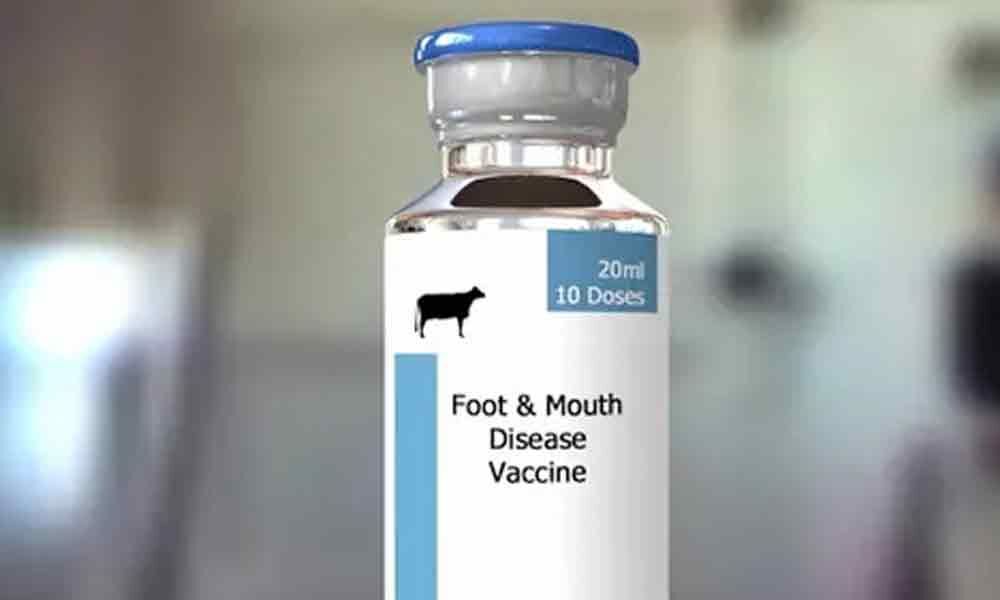 FMD vaccination drive going on at brisk pace in Palamuru district