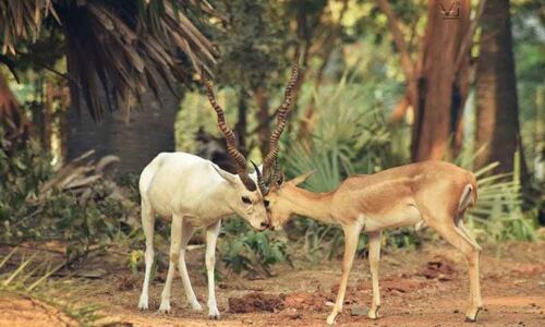 Nalsar launches animal protection programme