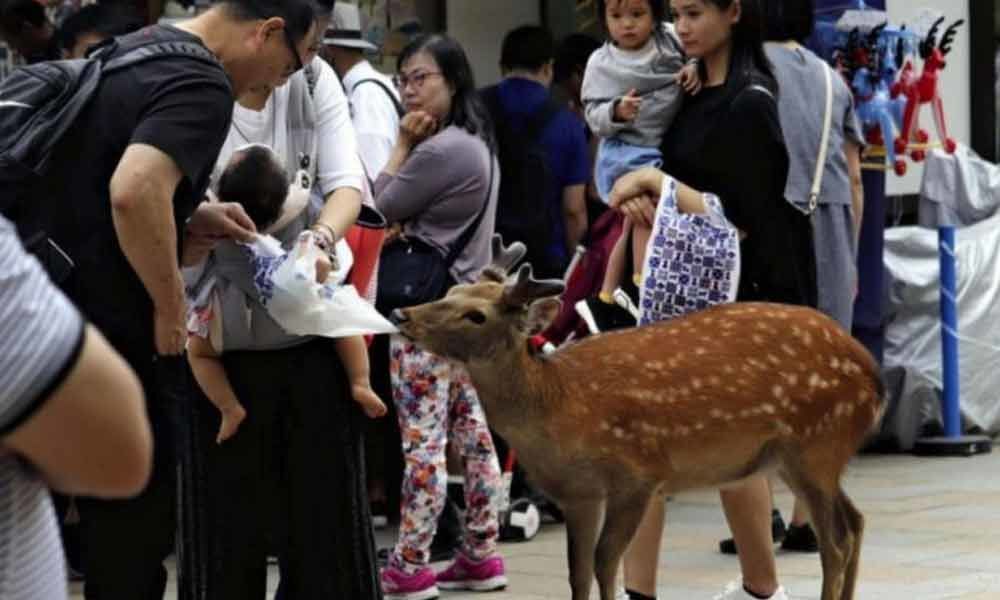 The renowned Nara deer of Japan who died from eating plastic bags