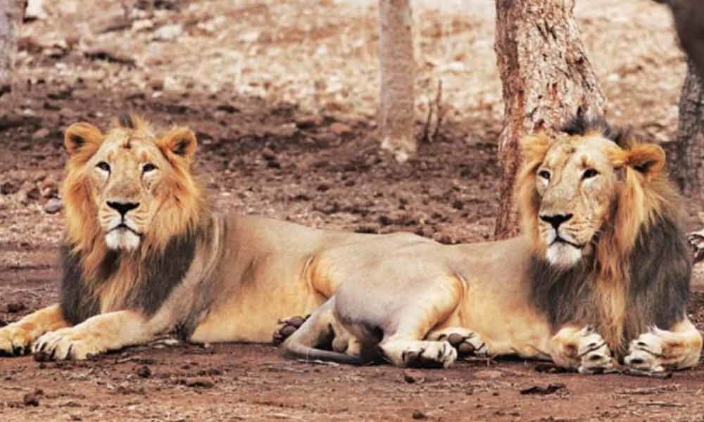 Gujarat gifts seven lions to Uttar Pradesh