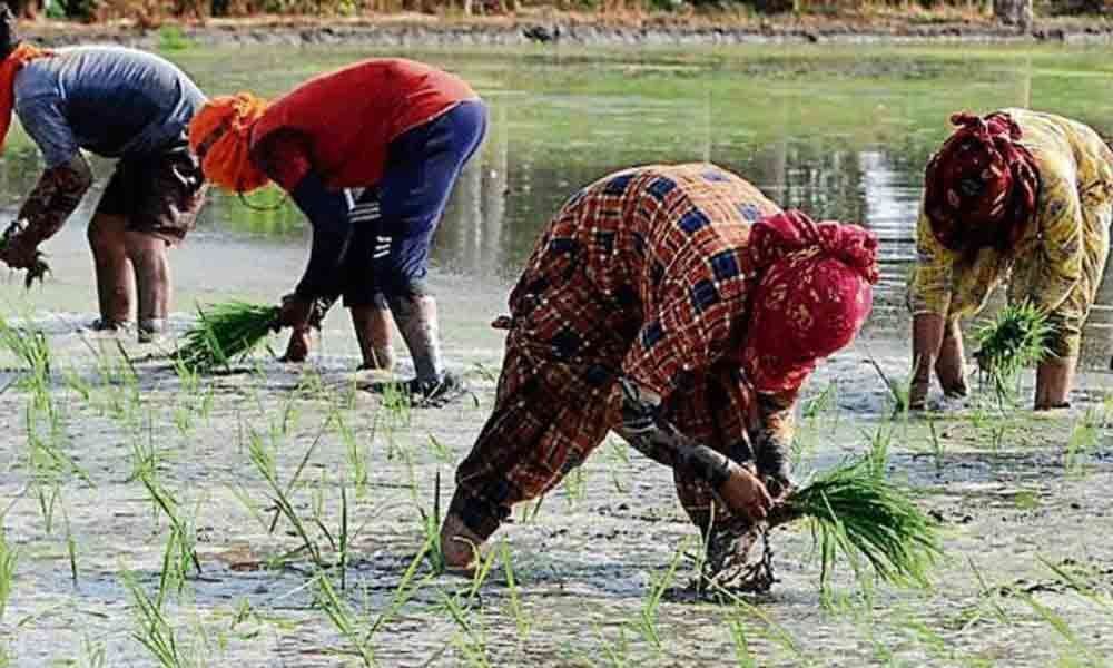 Farmers no to rejig of crop loans in Nellore