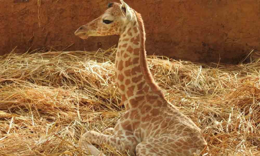 17-day-old giraffe calf dies in Indira Gandhi Zoological Park in Visakhapatnam