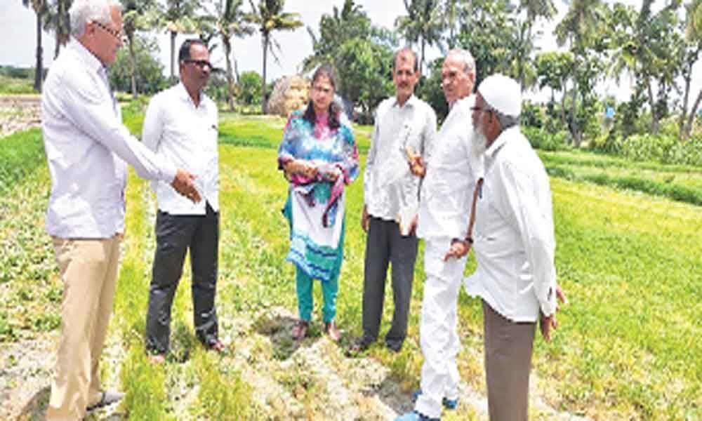 Farmers told not to opt for spurious seeds