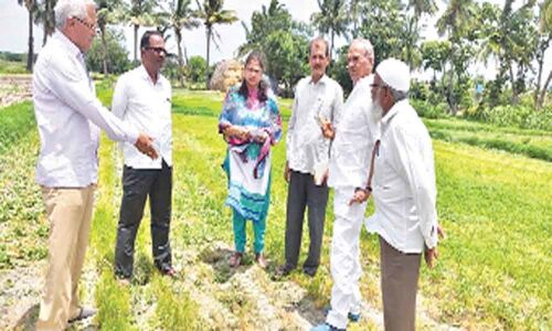 Farmers told not to opt for spurious seeds
