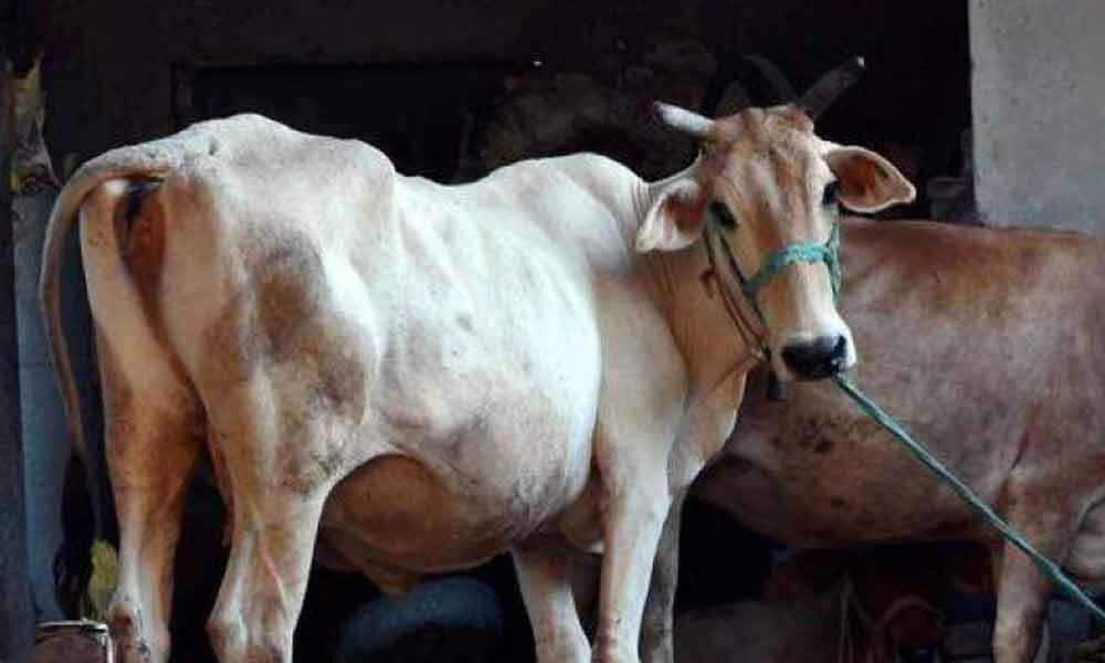 35 cows found dead in Prayagraj cow shelter