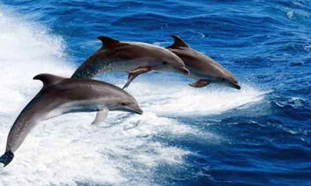 After 8-years delay, India to get 1st dolphin research centre in October
