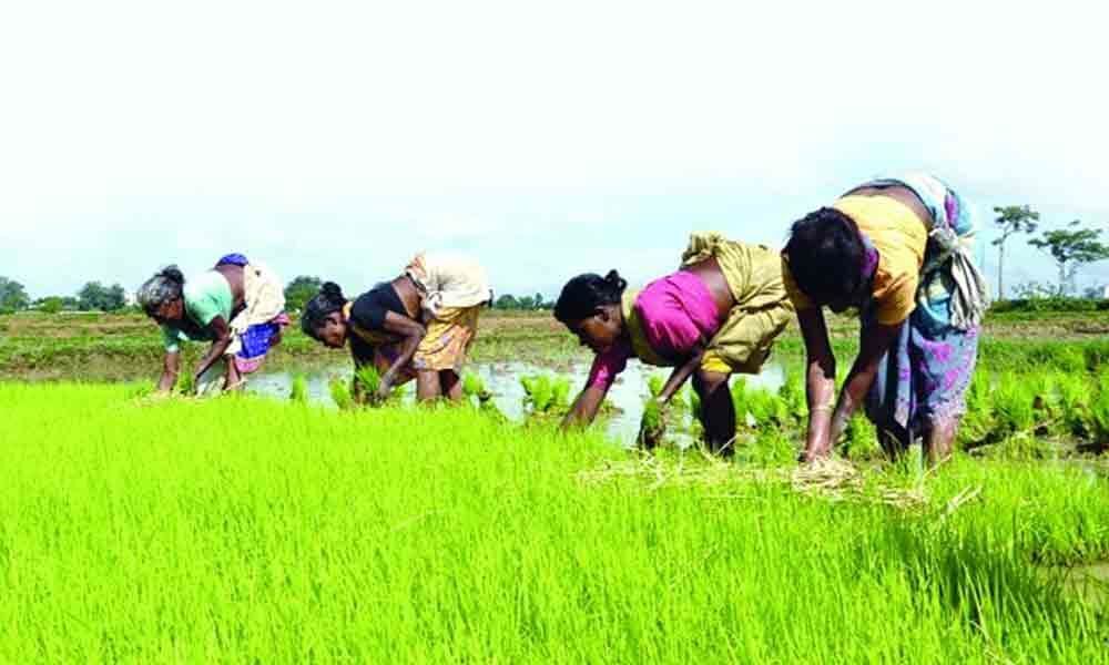 Dry spell hits paddy cultivation in Srikakulam