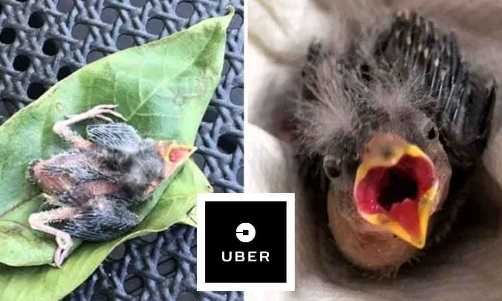 Uber: Please take this bird home: Drunk man rescues little bird in Utah