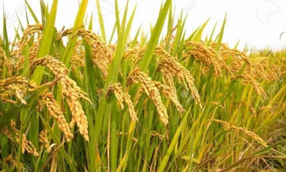 cultivation-of-mtu-1001-variety-of-paddy-banned