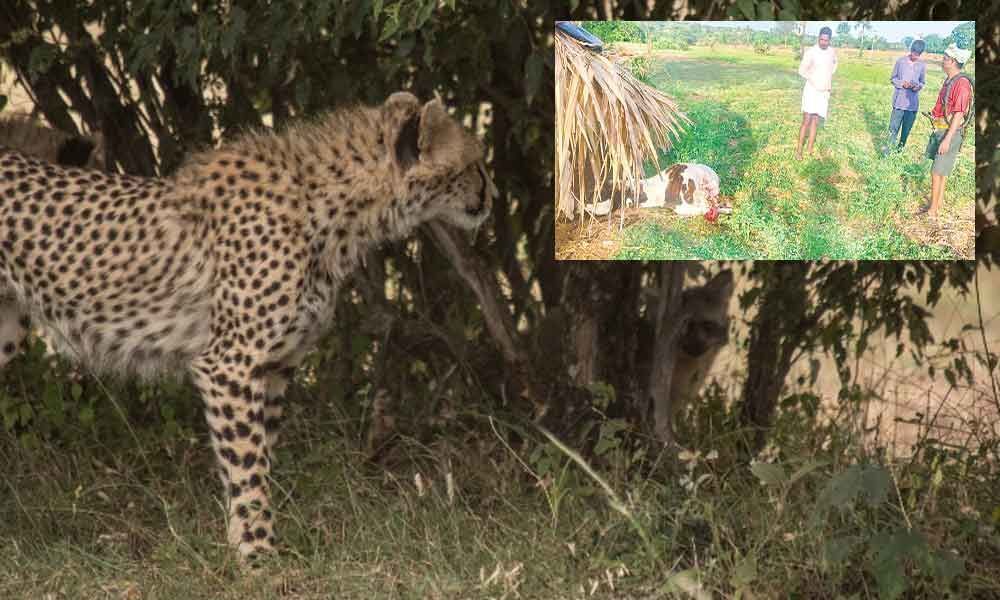 Frightened villagers run for life as cheetah goes on a rampage