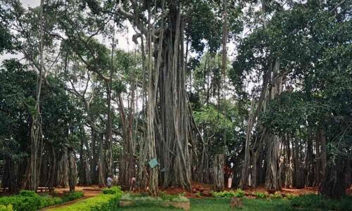 Timmamma Marrimanu in Kadiri mandal a botanical marvel