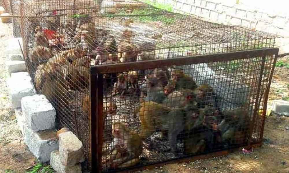 300 monkeys caught from a colony in Hyderabad