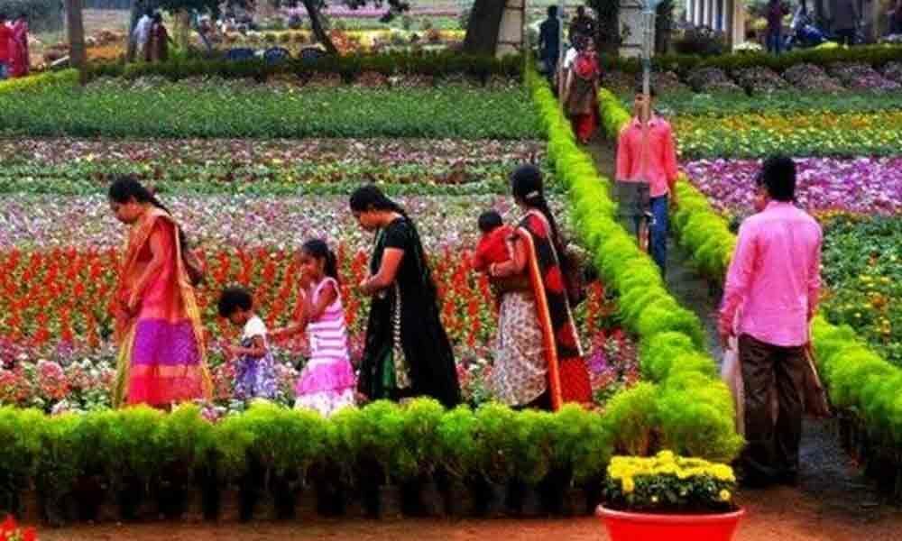 Scores of nurseries flourish in Anantapur