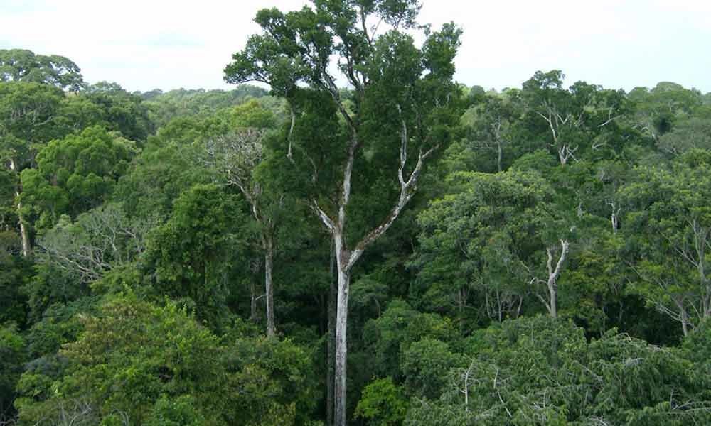 Plan to digitise forest boundaries in Telangana to address land disputes