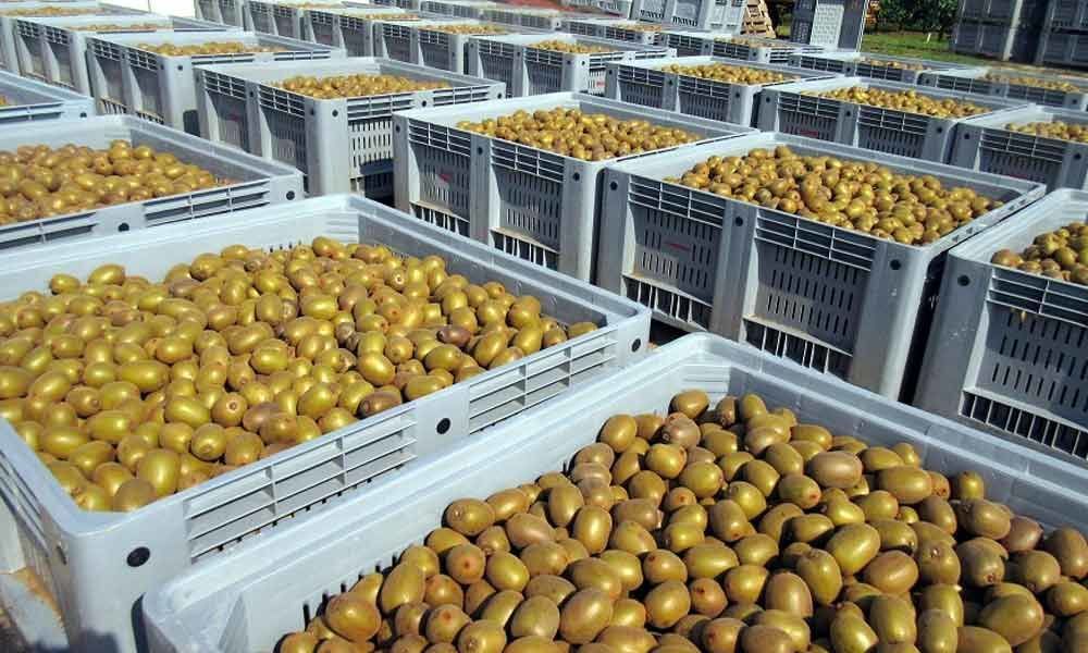 Chile aims to double kiwifruit export to India in next 5 years