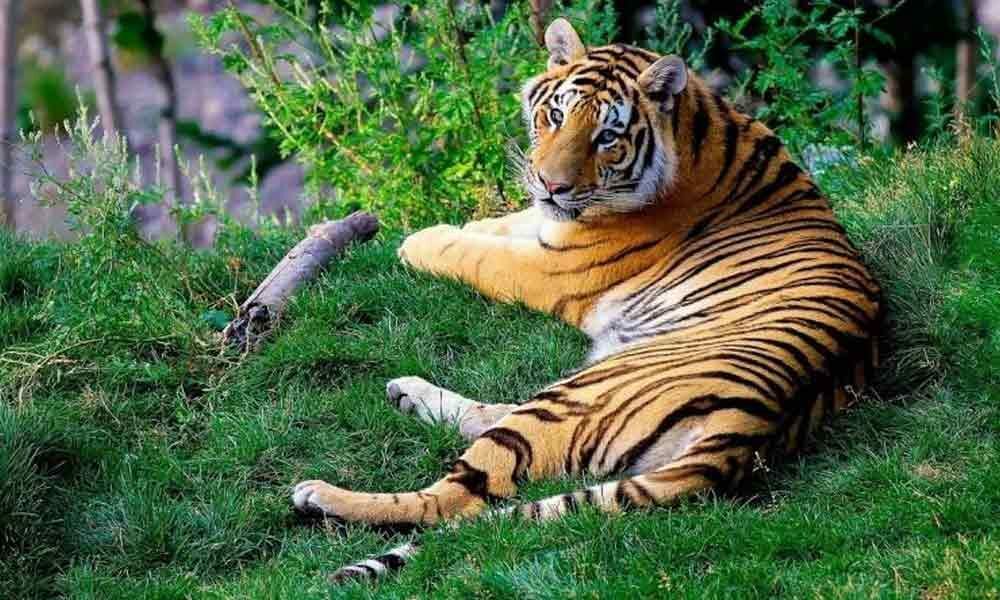 Tourism adds stress for tigers: CCMB Study