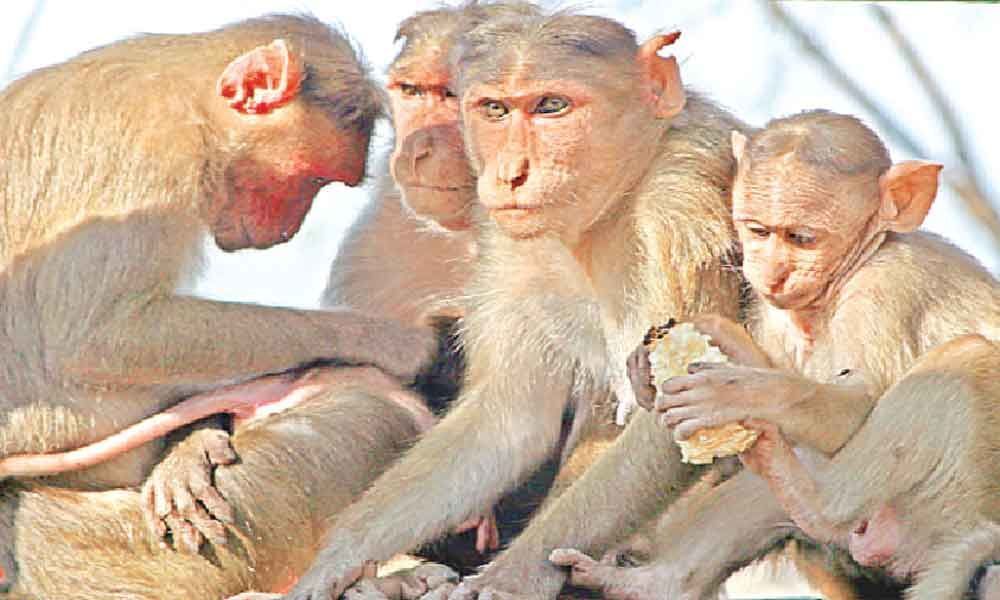 Monkeys running amok, keep residents on edge