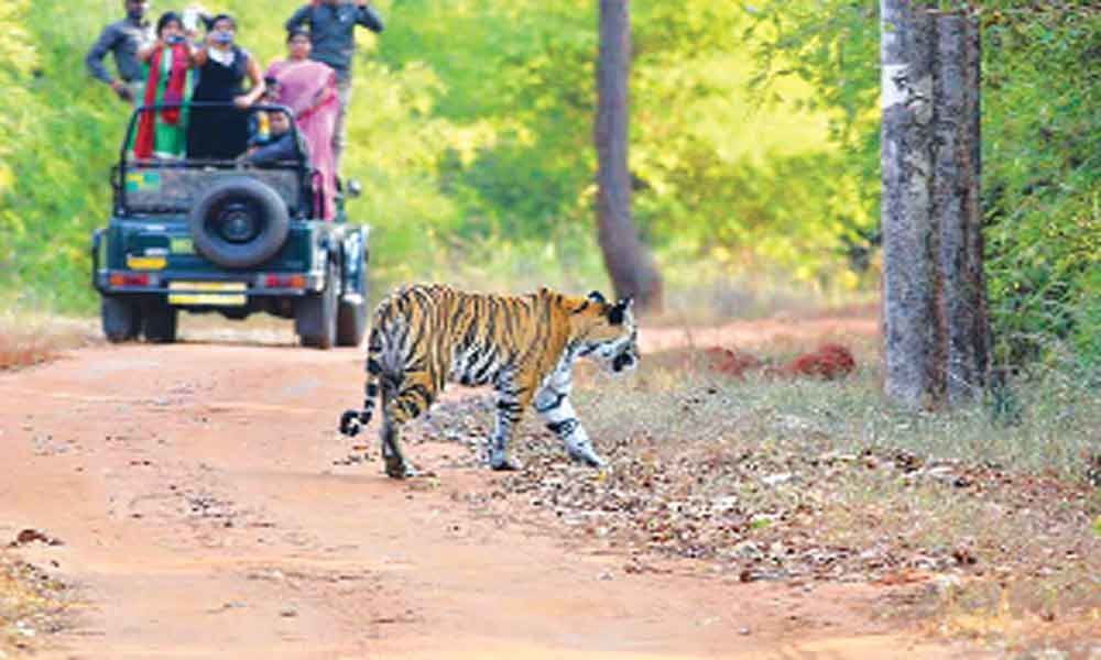 Tourism putting stress on tigers: CCMB study