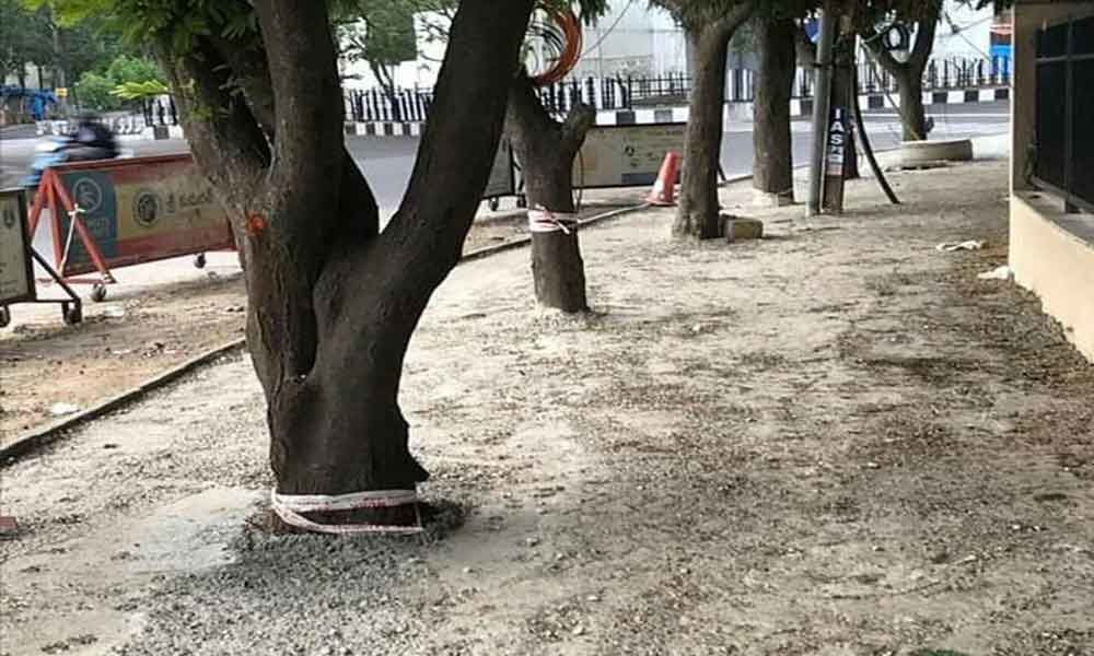 Concrete bases choking trees to death