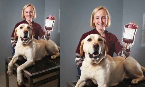 Dogs too can donate blood