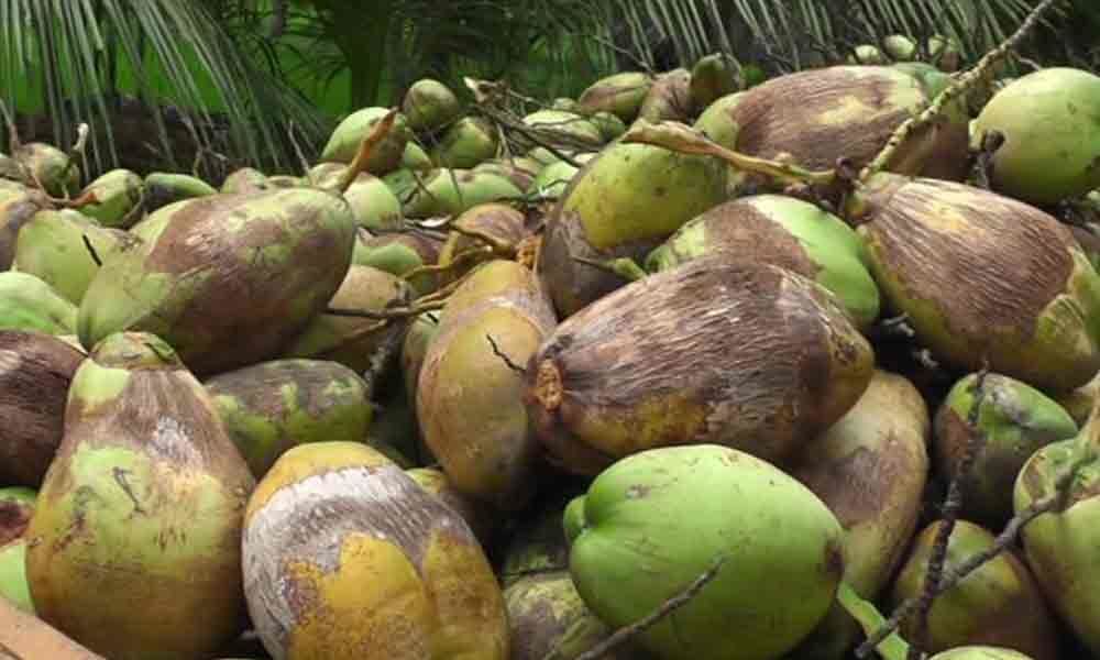 Sharp fall in coconut price