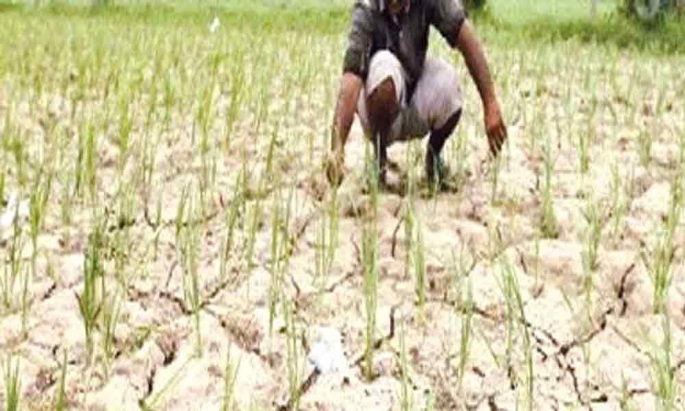Farmers hopes wither as rains play truant