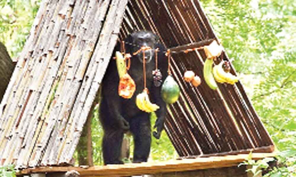 Zoo celebrates Suzis 33rd birthday