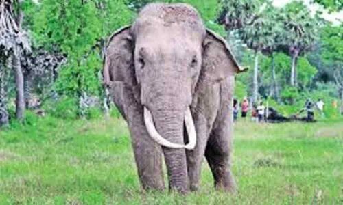 Tuskers terror: 369 people killed in Odisha since 2015