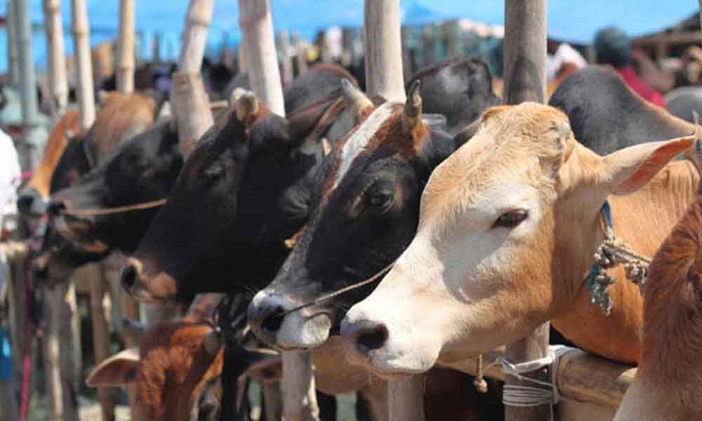 Ulemas back Home Ministers plea to avoid cow sacrifice