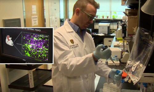 New cell that can heal hearts discovered