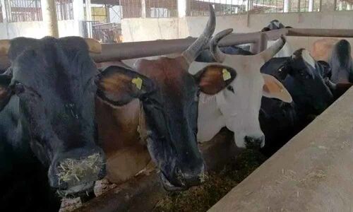 Bill to deal with cow vigilantism tabled in Madhya Pradesh Assembly