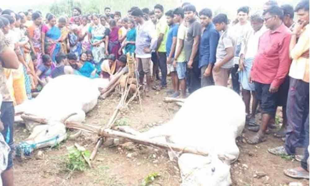 Telangana: Farmer, oxen killed due to lightning strike in Kothagudem