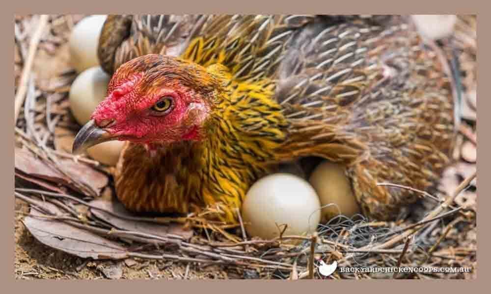 Hen lays 150 eggs in a fortnight in Nagarkurnool