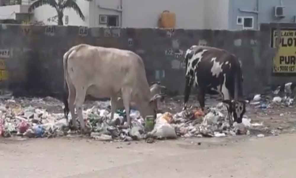 Garbage dumping turns vexatious