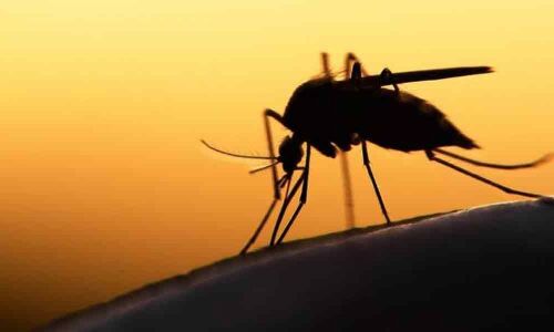 Eradicating mosquitoes becomes easy with this breakthrough technique