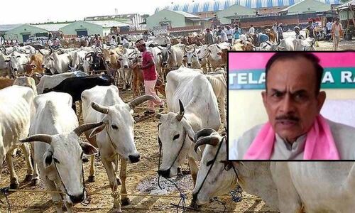 Refrain from cow sacrifice during Bakrid: Muslim forum