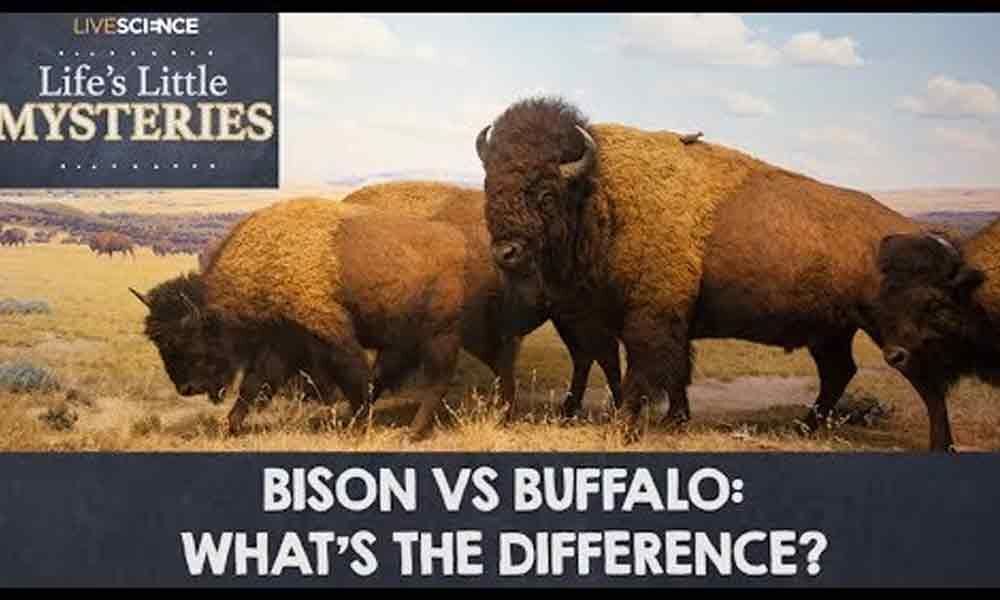 The Meat Debate, Bison Vs Beef