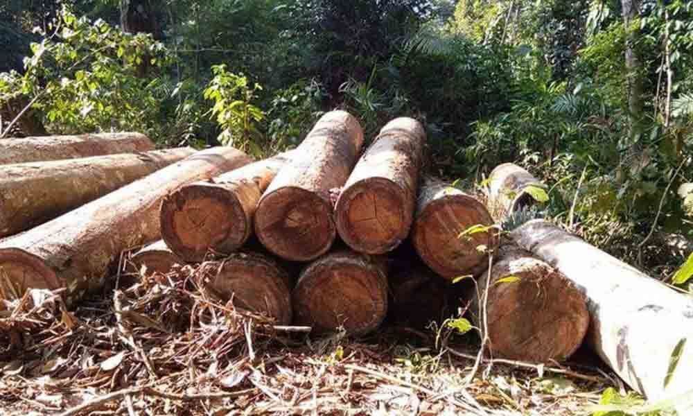 Timber smuggling goes unabated in Nizamabad