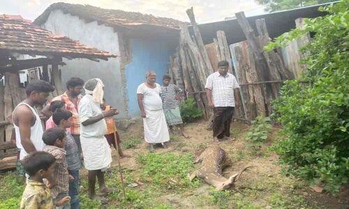 Official negligence claims lives of 5 deer in 10 days