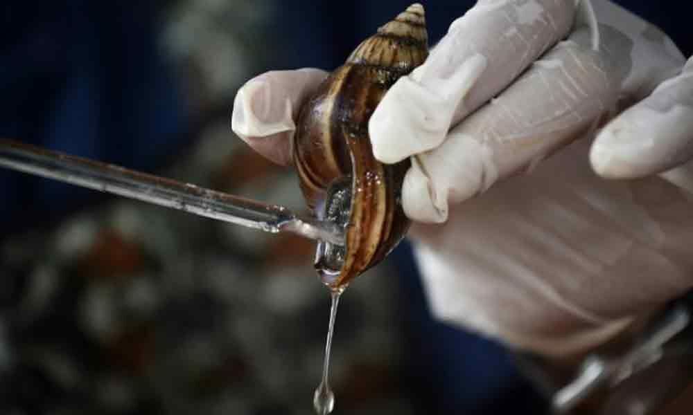 Snail slime used in beauty products more valuable than gold