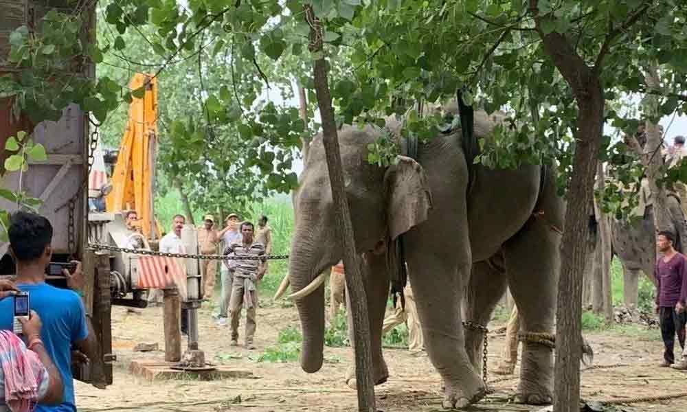 Tusker brothers go on the rampage in Pilibhit