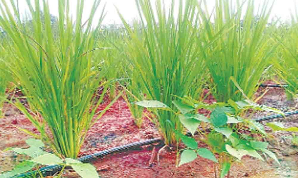 Farmers mull paddy crop in drip irrigation mode
