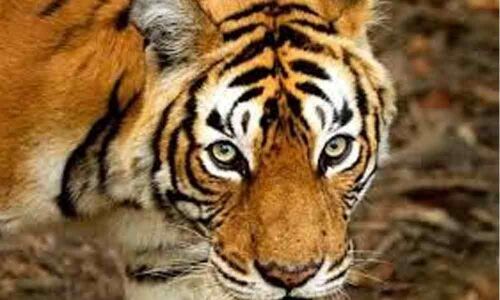 Now, Ranthambores Machali inspires a book on human survival