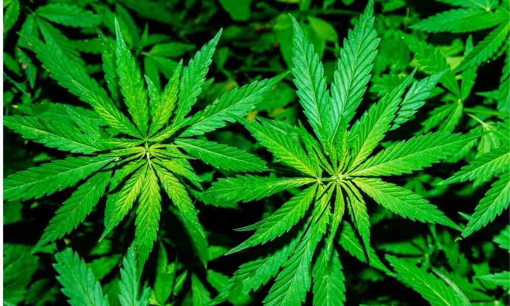 The Miracle CANNABIS replaces OTC  Painkillers