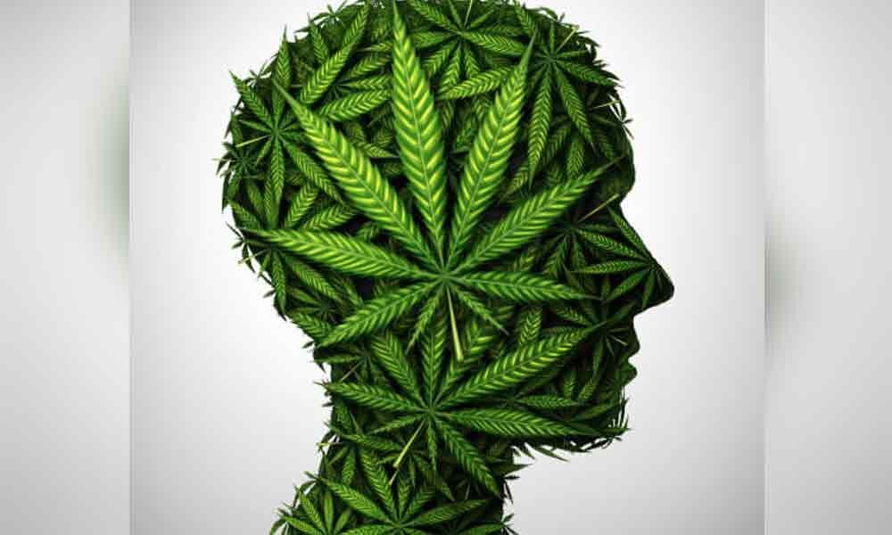 Does Weed kill cells of the brain?