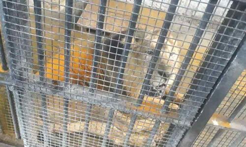 Five-Year-Old Asiatic Lion Suffering from Paralysis Dies in Hyderabad Zoo