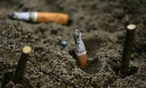 Cigarette butts can hamper plant growth: Study